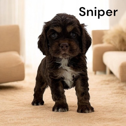 puppy, for, sale, Cocker Spaniel, Joe & Cherri  Overlease, dog, breeder, Miller, MO, dog-breeder, puppy-for-sale, forsale, nearby, find, puppyfind, locator, puppylocator, aca